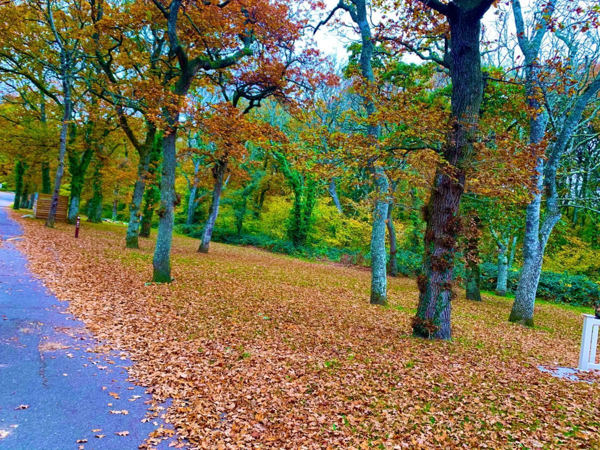 Forest Beach Bashley Park Sway Εξωτερικό φωτογραφία