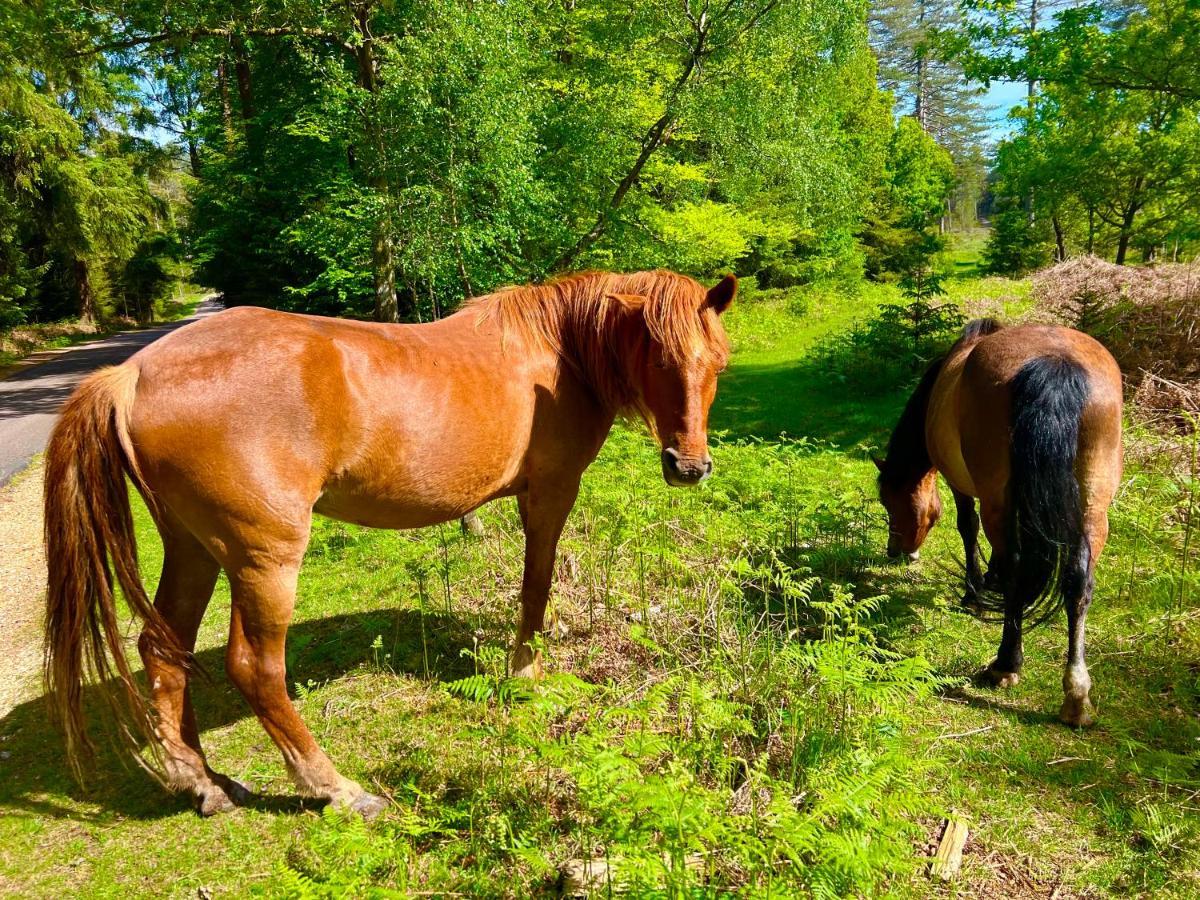 Forest Beach Bashley Park Sway Εξωτερικό φωτογραφία